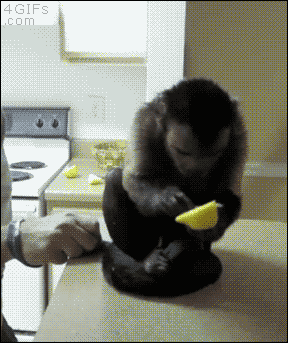 A monkey reacts to tasting a lemon