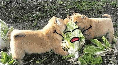 Puppies tear into a head of cabbage