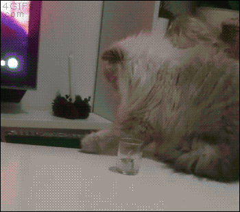 A cat enjoys knocking things off a table