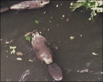 Two beavers greet each other with a barrel roll