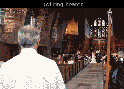 An owl is the ring bearer at a wedding