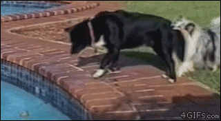 Dogs use teamwork to get a ball out of the pool