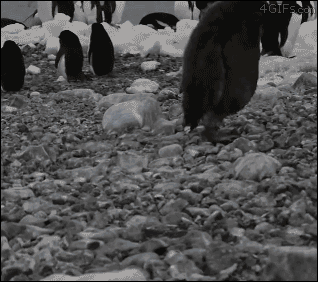 A penguin shakes off a faceplant and proceeds