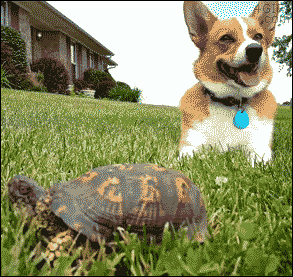 A corgi is startled by a turtle