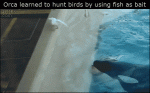 Killer-whale-uses-fish-as-bait