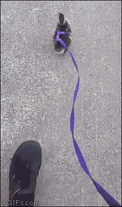 A baby duckling is walked with a leash