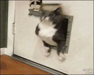 A fat cat barely squeezes through a pet door