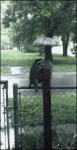 Raccoon-under-umbrella