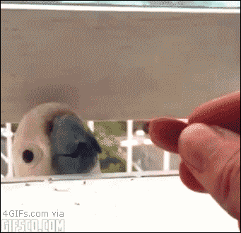 A parrot is trolled with a seed