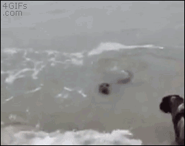 A dog and seal play at a beach
