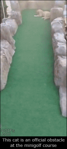 Cat-obstacle-minigolf-course