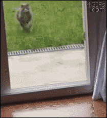 A cat stumbles when trying to enter a porch door