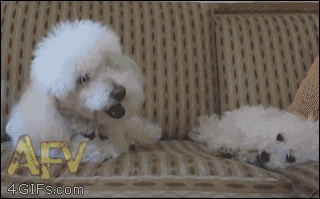 A dog loses his treat in the couch so he steals from his friend