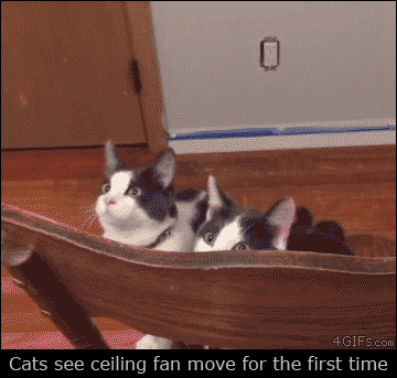 Cats see ceiling fan move for the first time
