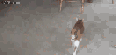 A three-legged dog jumps on a fat cat and knocks it over