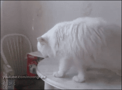 A cat fails trying to walk off a table