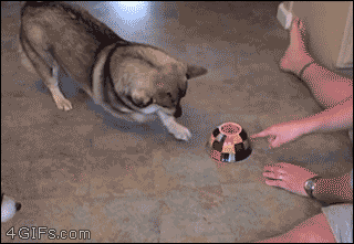 A dog thinks a laser is trapped under a bowl
