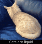 Couch-cat-liquid