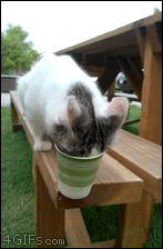 A cat's face gets stuck in a cup