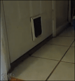A mini pig has trouble using the pet door