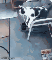 A cat gets walked on a leash like a dog