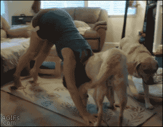 An excited labrador dog interrupts a yoga session