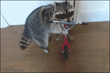 A talented raccoon rides a bike and pushes a cart