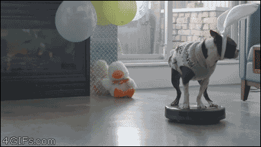A dog dressed as the Easter Bunny rides a roomba