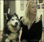 Husky-dog-shock-interview