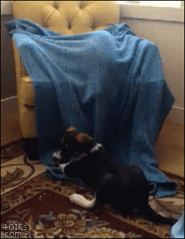 A cat hiding under a blanket ambushes a dog