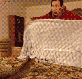 A magic trick with a sheet confuses a cat