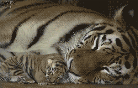 A tiger mom licks her sleeping cub