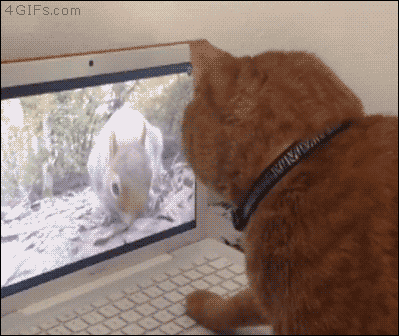 A cat thinks a squirrel on a computer is really in front of him