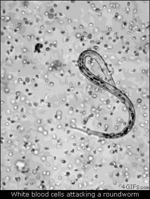 White blood cells attacking a roundworm