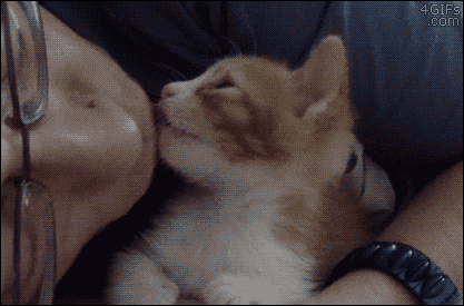 A kitten is knocked out by kisses