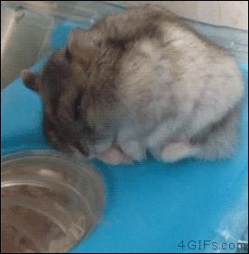 A sleeping hamster falls down a hole and doesn't wake up