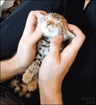 A kitten enjoys a face massage