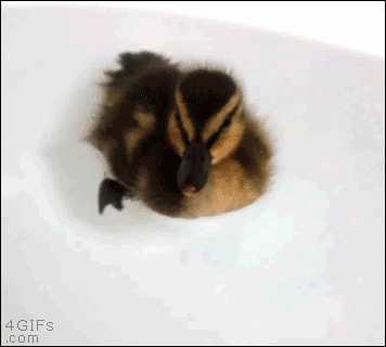 A duckling is happy swimming in a bathtub