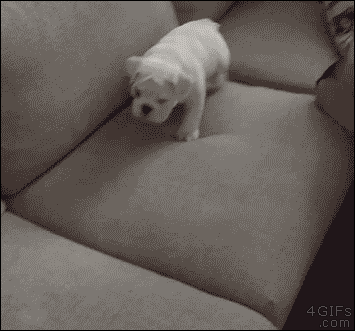 A bulldog puppy stalks a cell phone on a couch