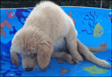 A puppy tries to catch fake fish in a pool