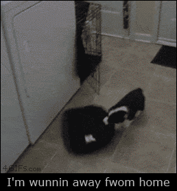A puppy grabs it's bed and runs away