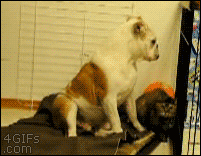 A bulldog tries to cuddle against an angry cat