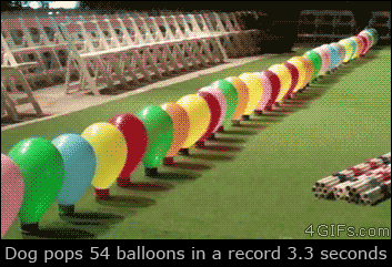 A dog pops 54 balloons in a record 3.3 seconds