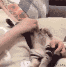 A kitten is woken up and quickly goes back to sleep