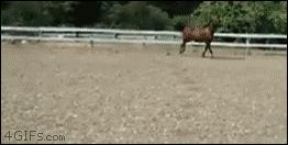 A horse escapes by sliding under a fence