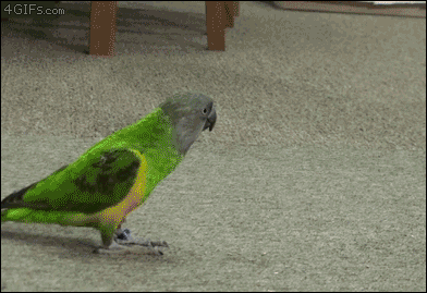 A parrot plays dead