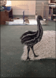A baby emu spazzes out on a dog