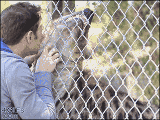 A hyena smiles while being petted and kissed