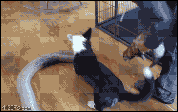 A corgi plays with ferrets going through a tube