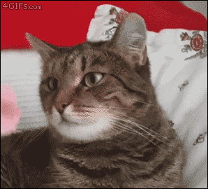 A cat malfunctions after a flower is placed on it's head